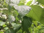 雨后绿叶