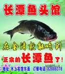 长潭胖头鱼海报