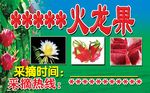 火龙果