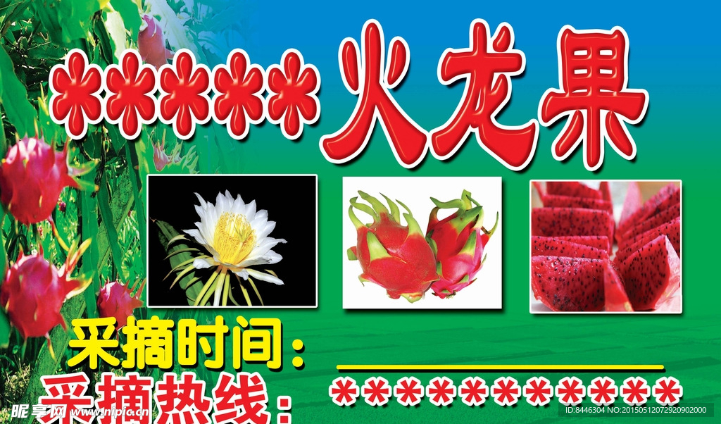 火龙果