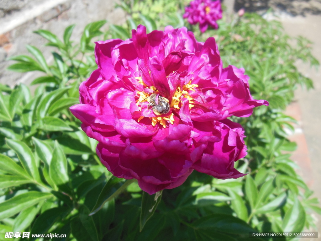 芍药花