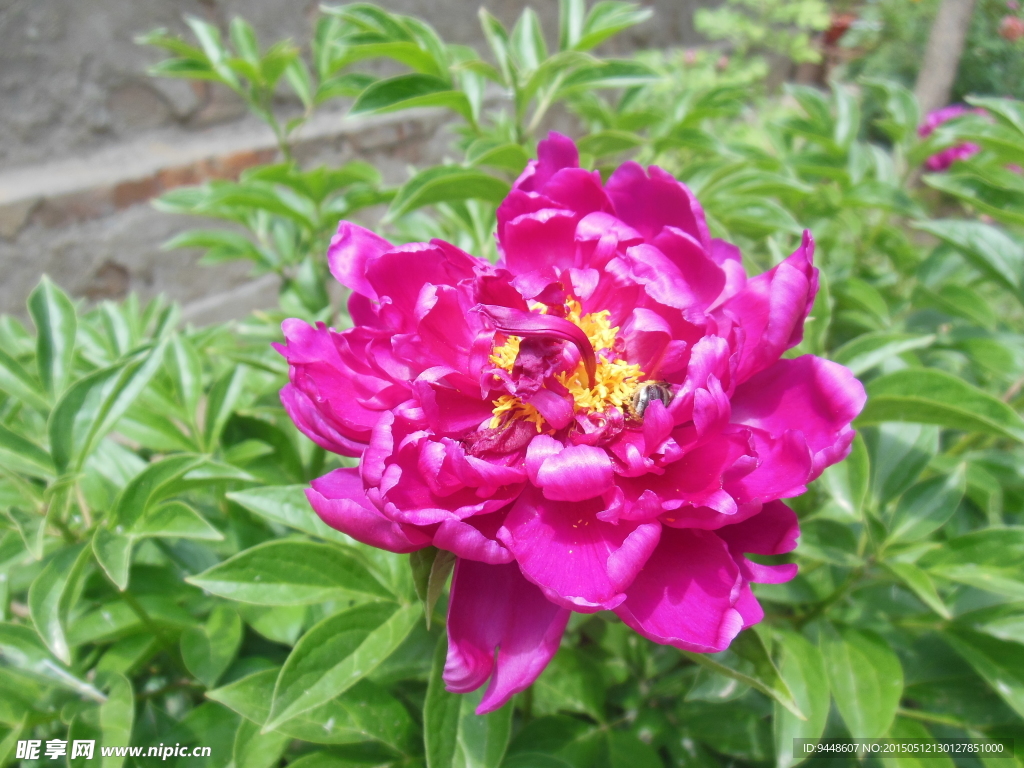 芍药花