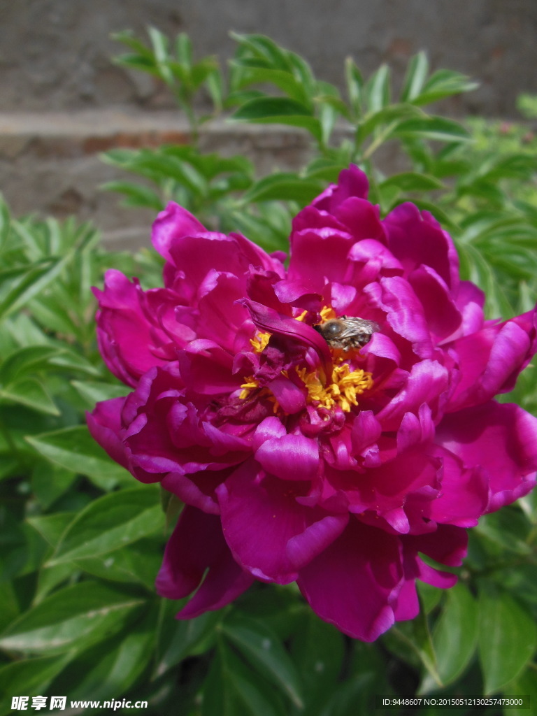 芍药花