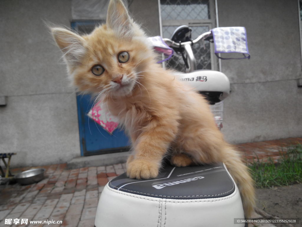 小猫咪
