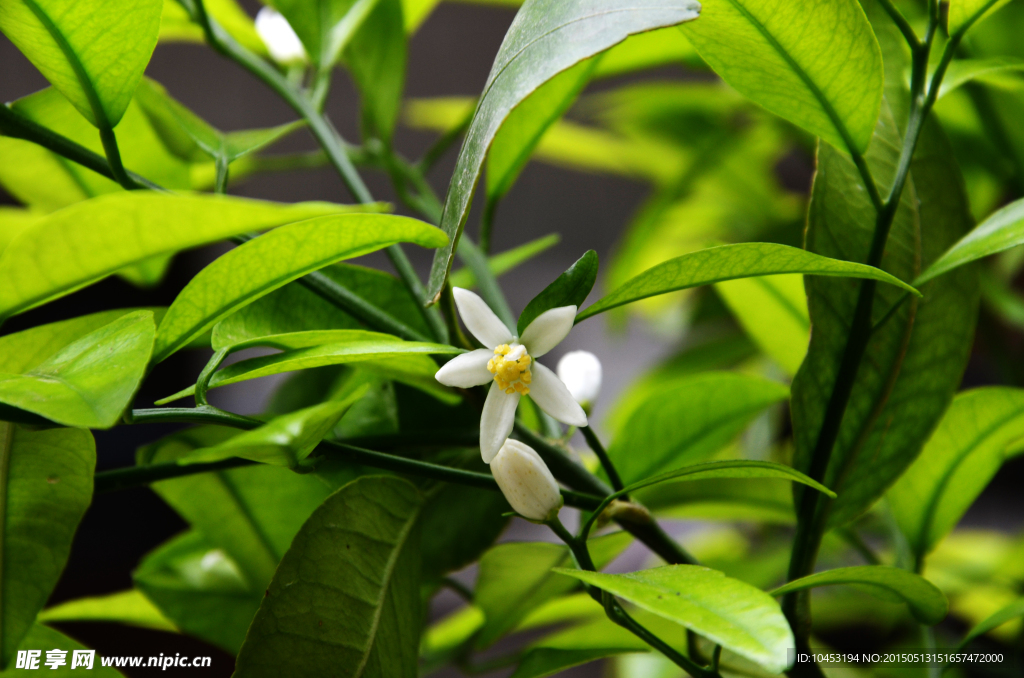 橘子花