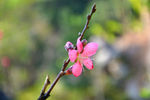 大山里的桃花
