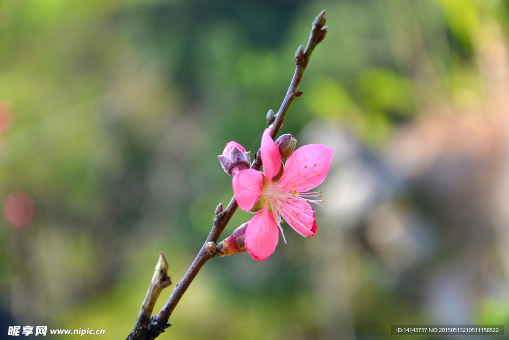大山里的桃花