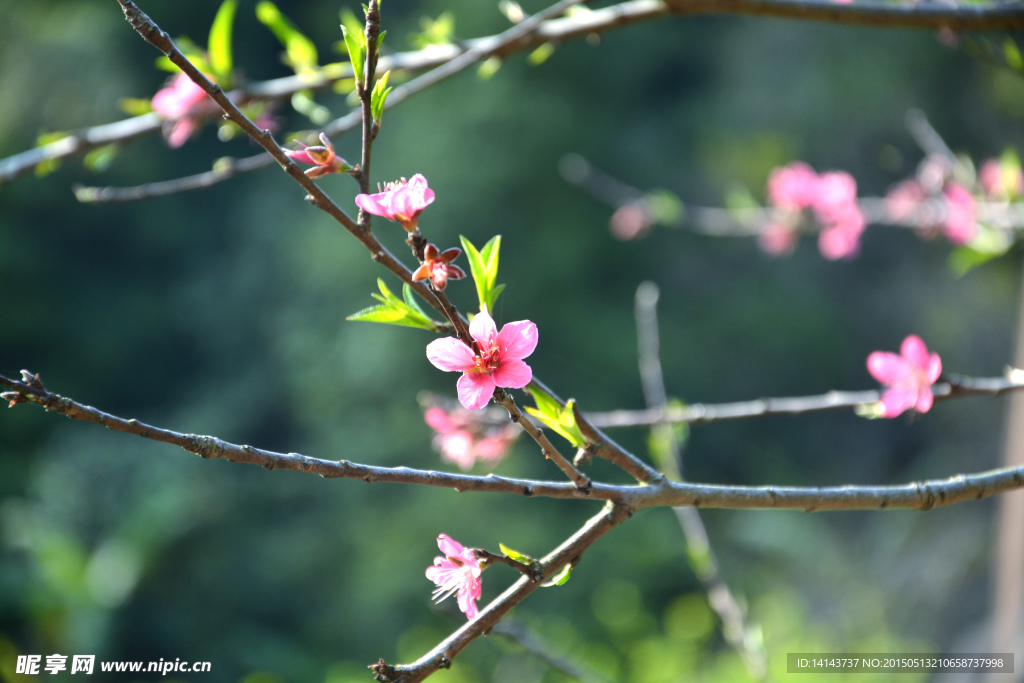 大山里的桃花