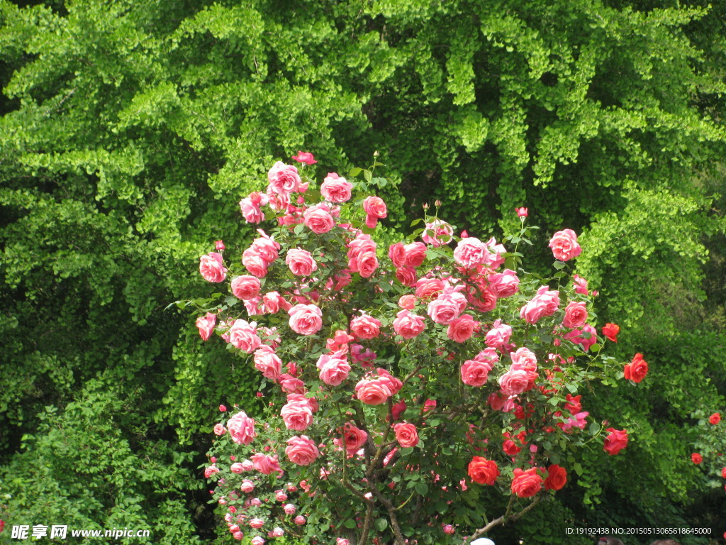 月季花