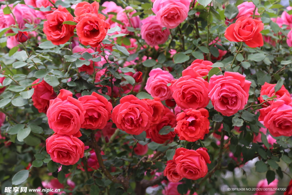 月季花