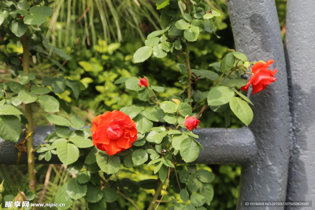 月季花