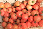 新鲜成熟的西红柿