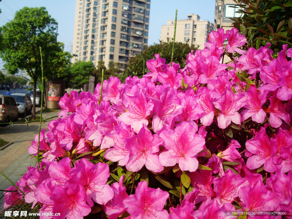 杜鹃花
