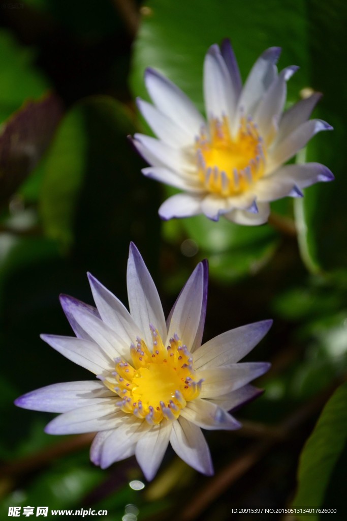 白菊花