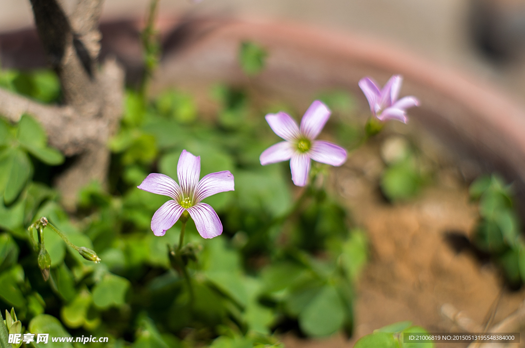 小花