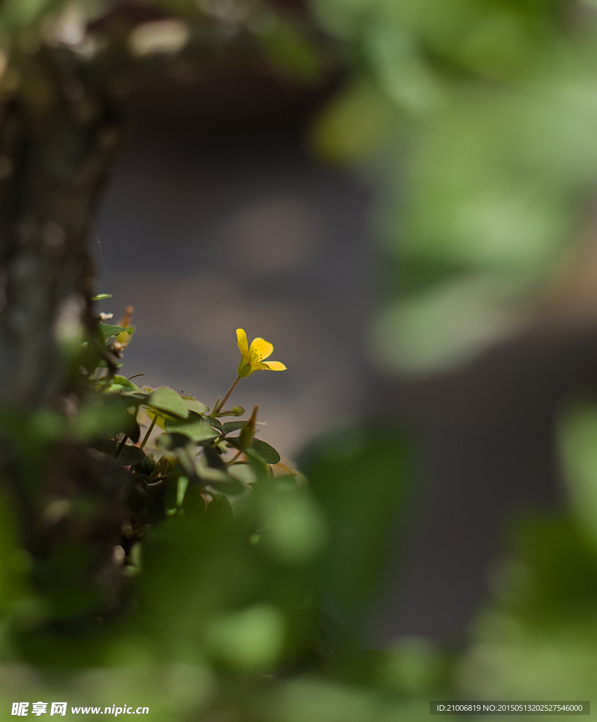 一朵小黄花