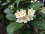 琼花