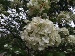 琼花