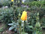 月季花