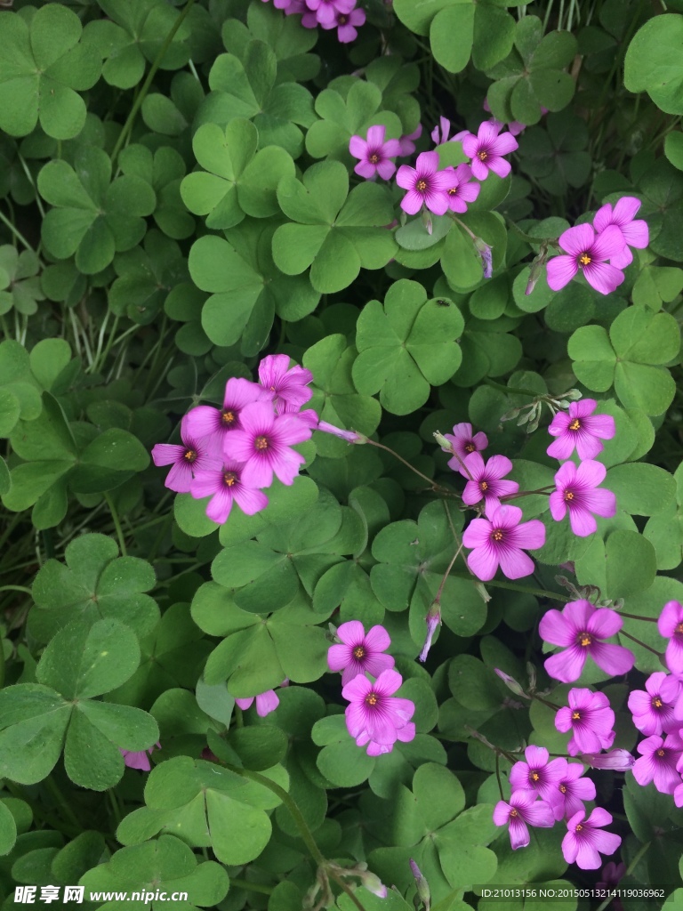 红花酢浆草