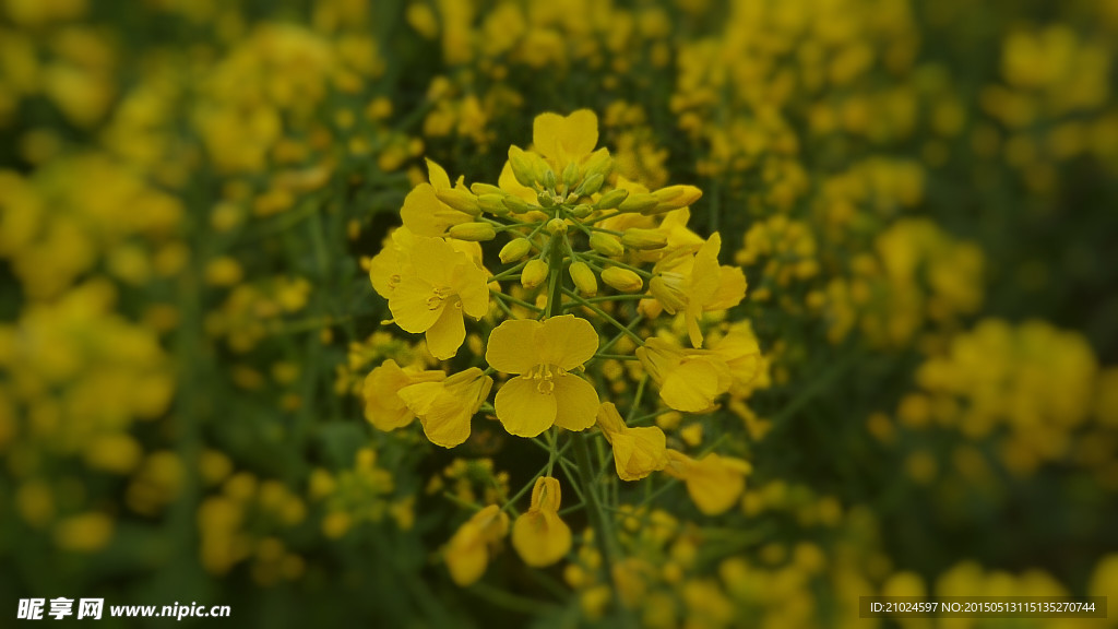 油菜花