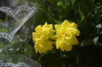 小丽花