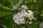 山楂树花