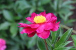 芍药花