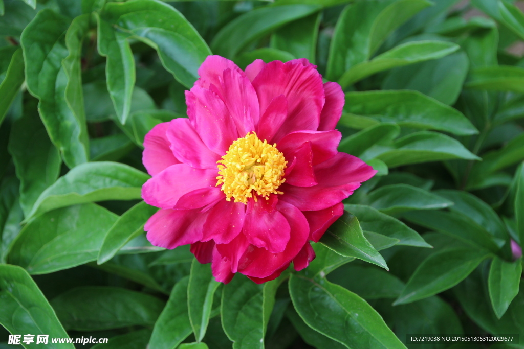 芍药花