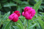 芍药花