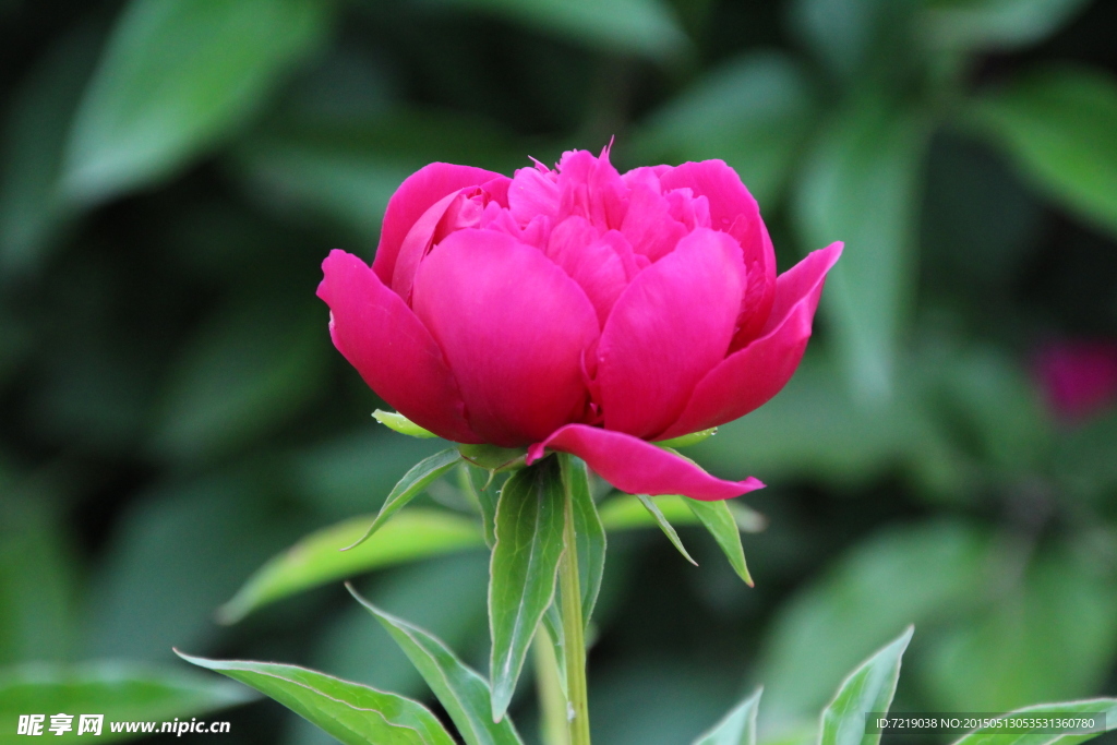 芍药花