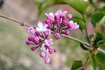 丁香花