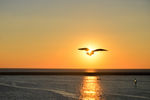夕阳下的海鸥