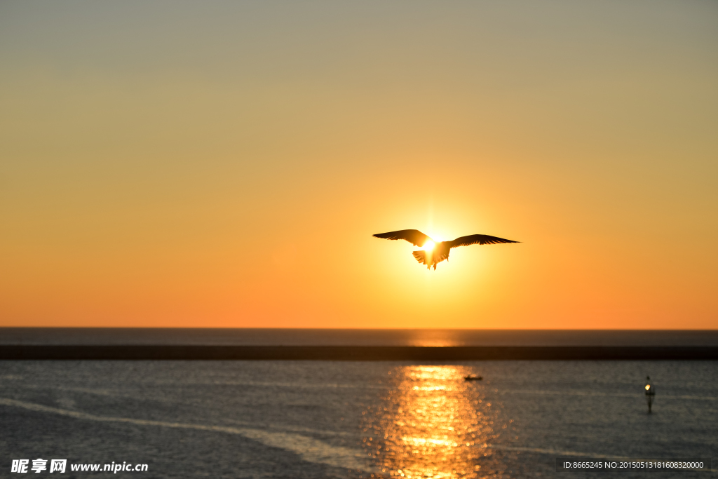 夕阳下的海鸥