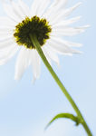 鲜花