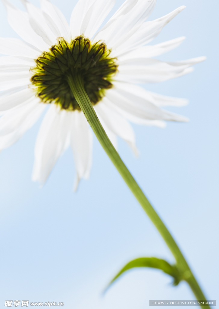 鲜花