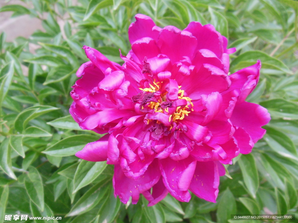 芍药花