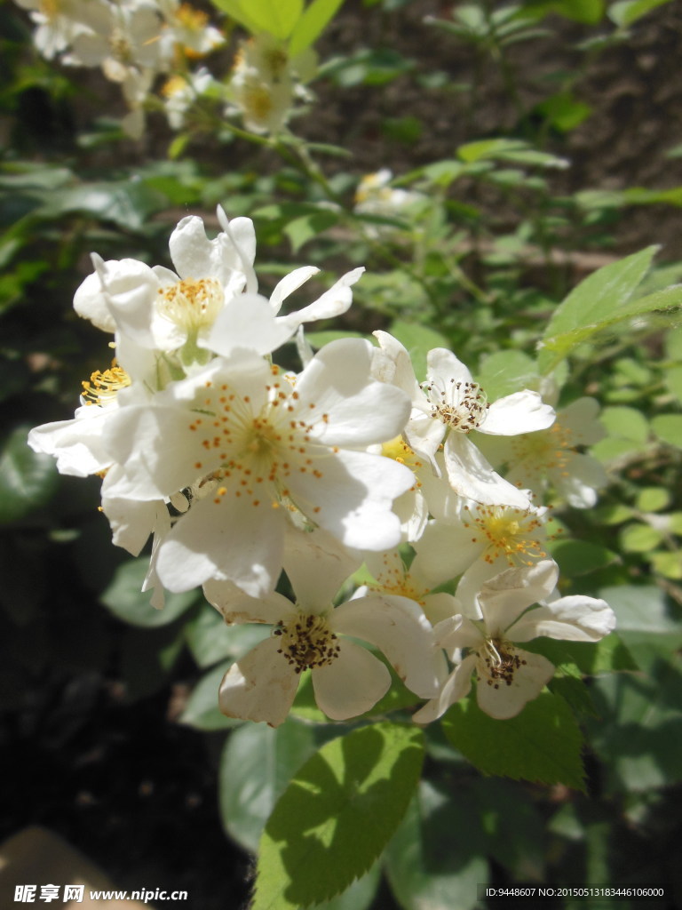 月季花