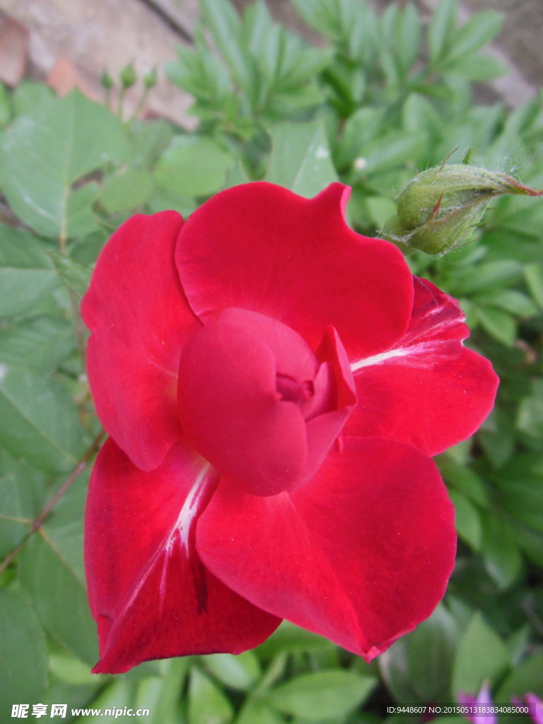 月季花