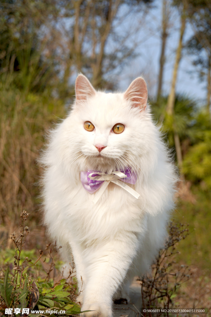 戴蝴蝶结的猫咪