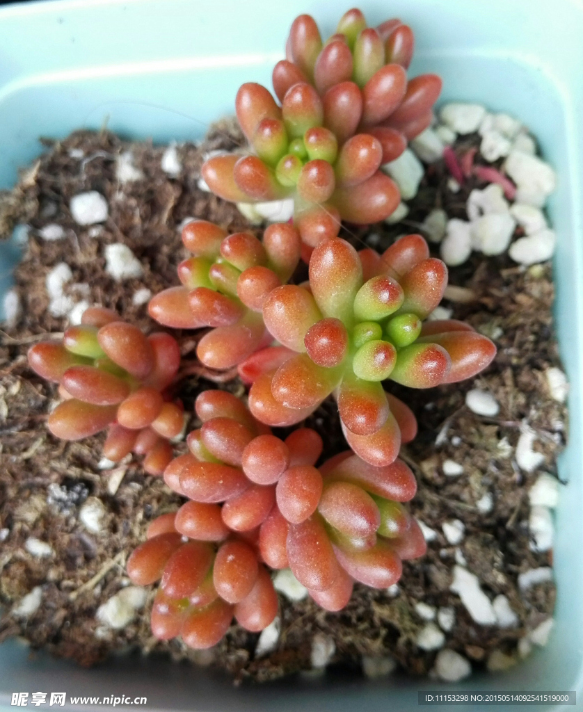 虹之玉