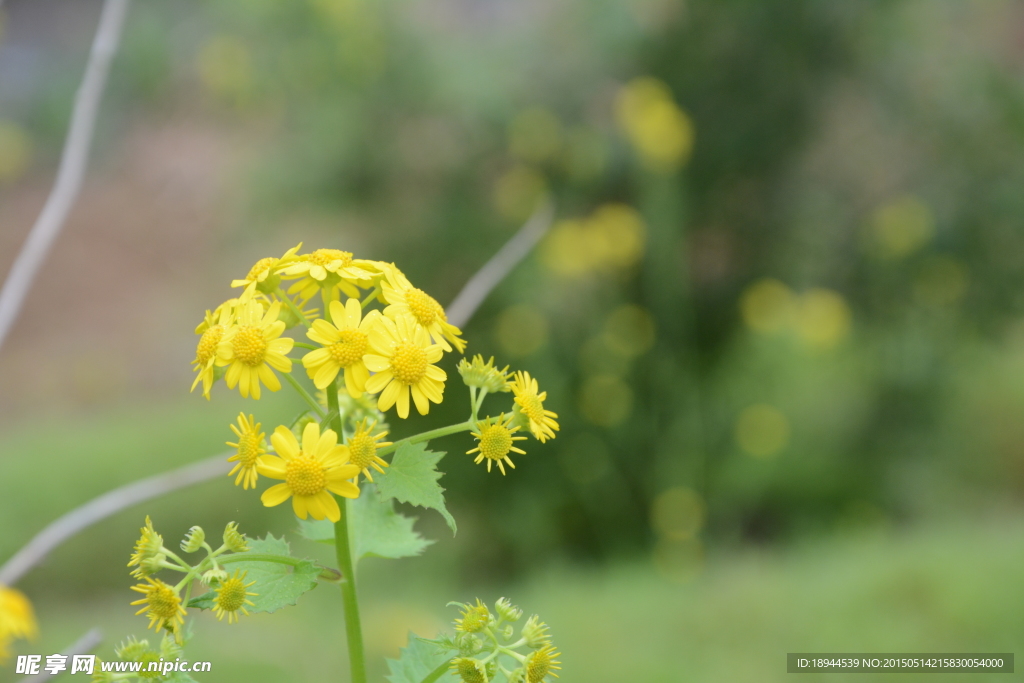 小黄花