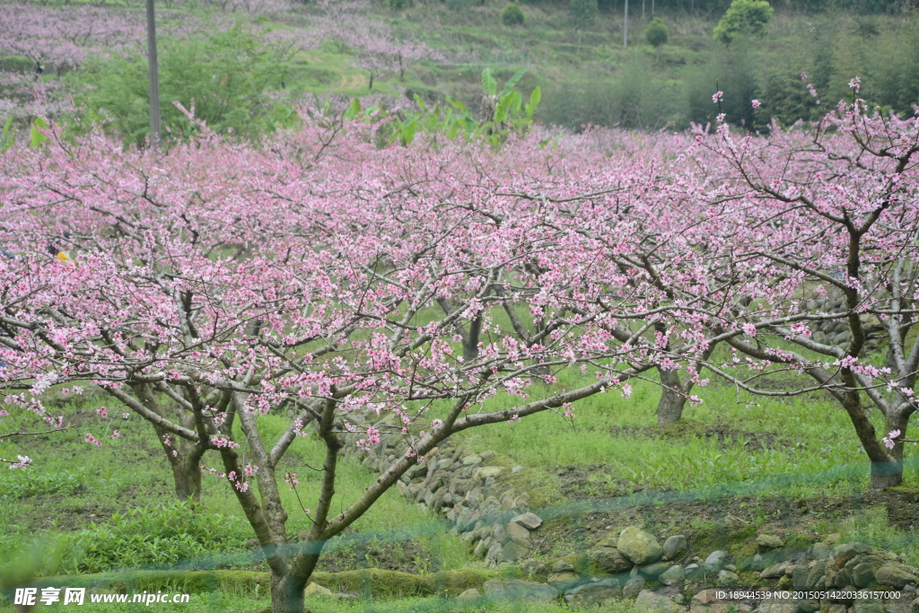 桃花丛