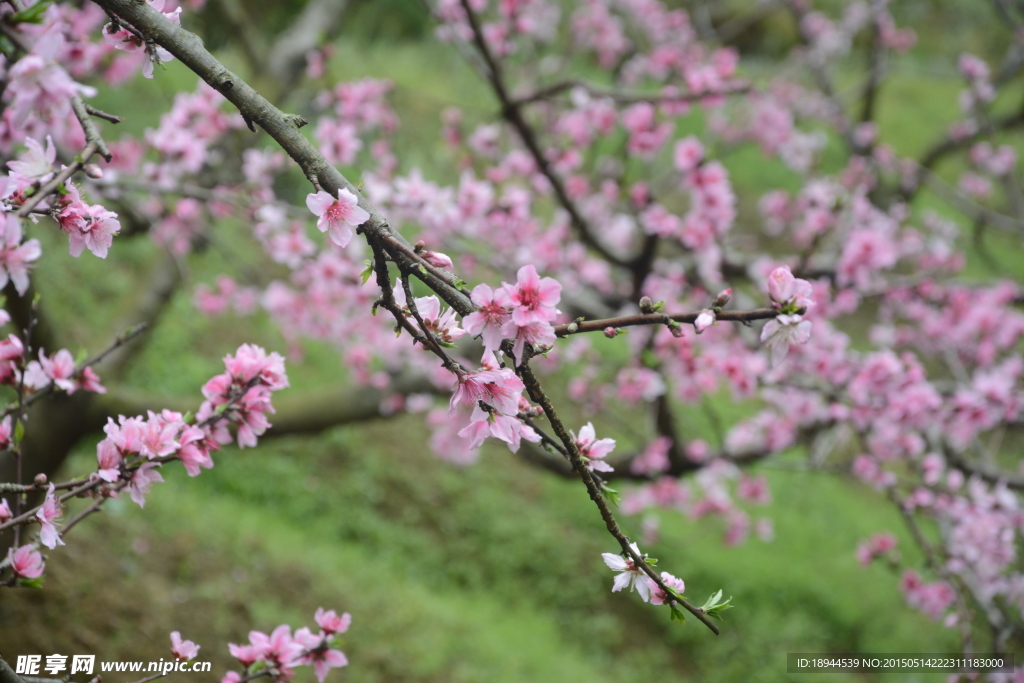 桃花