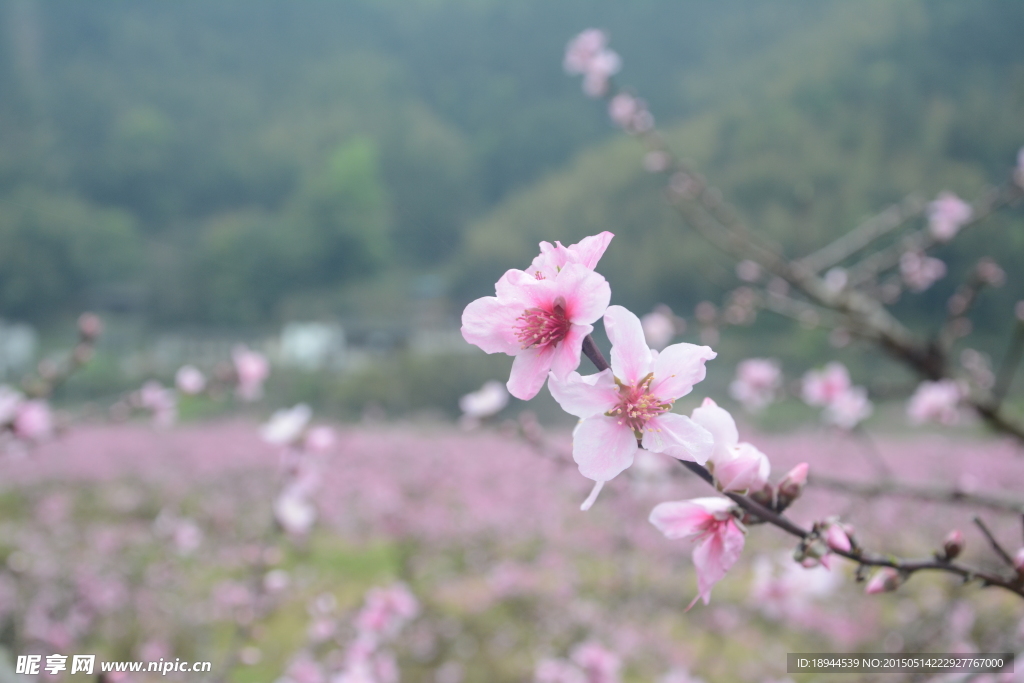 桃花