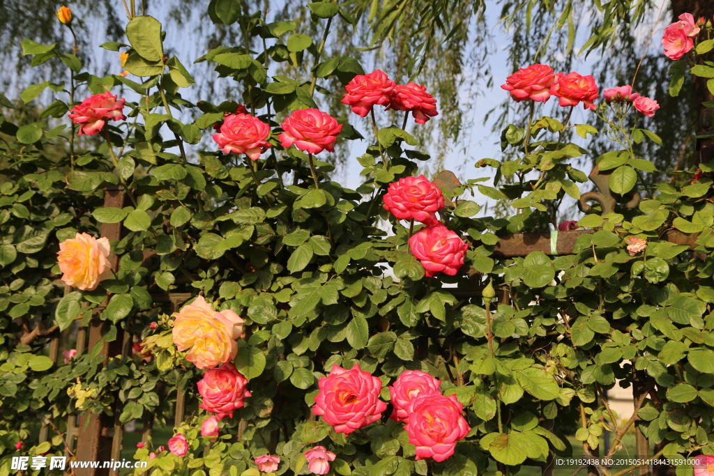 月季花