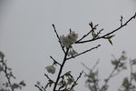 白樱花