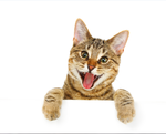 小猫