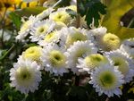 白菊花