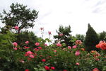 月季花